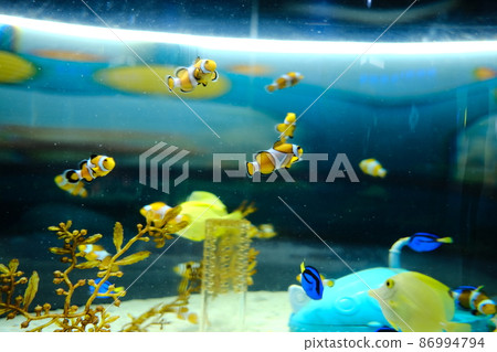 黃色的魚在水中游泳 86994794