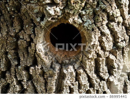 Woodpecker hole in the tree trunk, front view Woodpecker hole in the tree trunk, front view 86995441