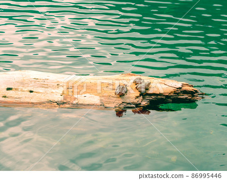 Three frogs are sitting on a log floating in the clear calm water of the lake. Three frogs are sitting on a log floating in the clear calm water of the lake. 86995446