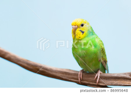 Budgerigar staying on a branch Budgerigar staying on a branch 86995648
