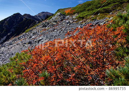 Autumn leaves of rowan and the ridgeline to Mt. Aino on the Miyama vertical runway in the Southern Alps Autumn leaves of rowan and the ridgeline to Mt. Aino on the Miyama vertical runway in the Southern Alps 86995735