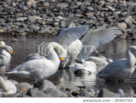 Swan Swan 86995763
