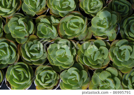 Close up of Crassulaceae, Used for general decoration in the house and garden. 86995791