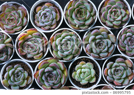 Close up of Crassulaceae, Used for general decoration in the house and garden. 86995795