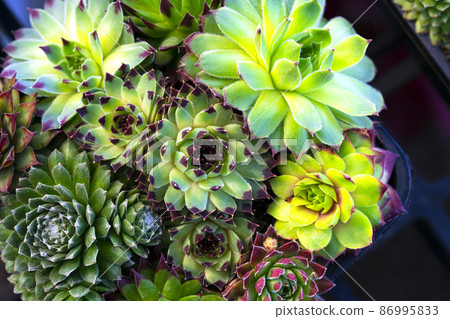 Close up of Crassulaceae, Used for general decoration in the house and garden. 86995833