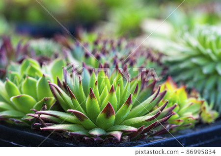 Close up of Crassulaceae, Used for general decoration in the house and garden. 86995834