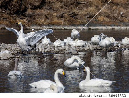 Swan Swan 86995880