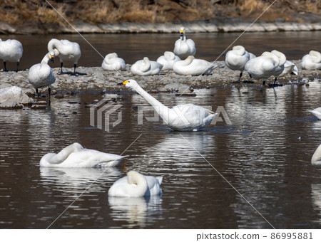Swan Swan 86995881