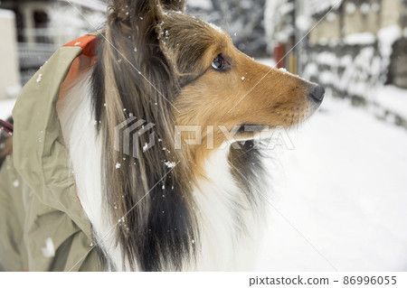 Sheltie raincoat outlet