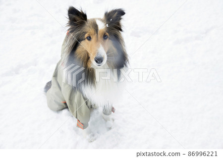 Sheltie raincoat 2024