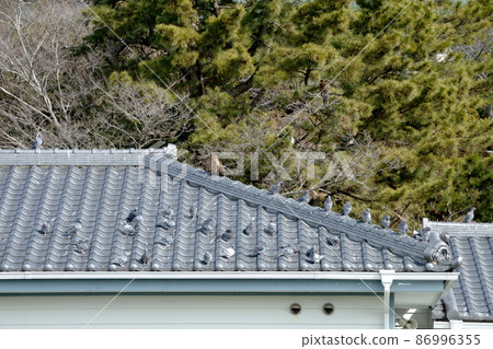 海邊文學紀念館屋頂上棲息的一隻黑鳶和一隻鴿子 86996355