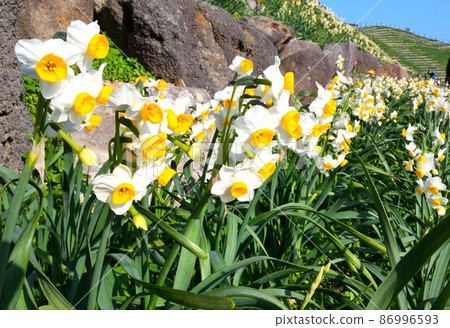 Narcissus Narcissus 86996593