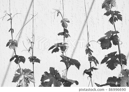 Young fresh grape vine shoot or sprouts attached to the wire of a vine training system. Young fresh grape vine shoot or sprouts attached to the wire of a vine training system. 86996690