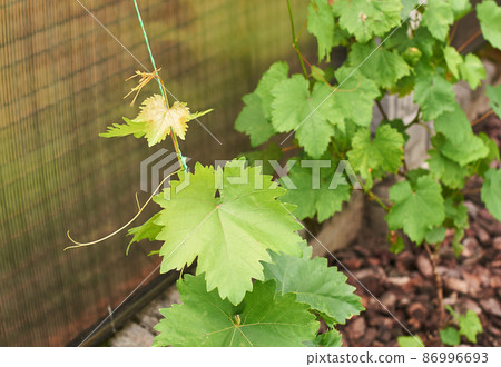 Young fresh grape vine shoot or sprouts attached to the wire of a vine training system on the ground covered with pine bark mulch. Young fresh grape vine shoot or sprouts attached to the wire of a vine training system on the ground covered with pine bark mulch. 86996693