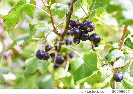 Organic blackcurrant branch with many ripe berries Organic blackcurrant branch with many ripe berries 86996695