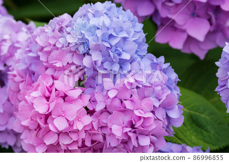 hydrangea hydrangea 86996855