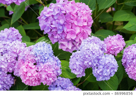 hydrangea hydrangea 86996856