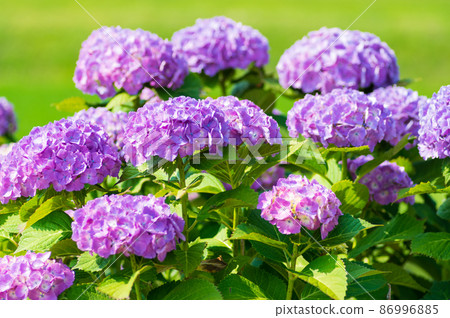 繡球 繡球 86996885