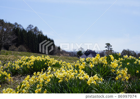 Japanese countryside where daffodils are in full bloom Japanese countryside where daffodils are in full bloom 86997074