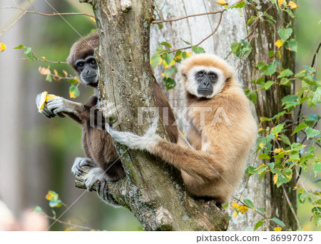 Two white gibbons relaxing on the tree Two white gibbons relaxing on the tree 86997075
