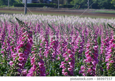 Crowd of pink digitalis 12 Crowd of pink digitalis 12 86997557