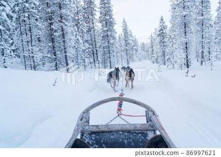 Dog sledding experience in Saariselka (Finland) 86997621