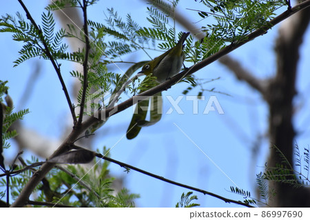 琉球白眼（沖繩） 86997690