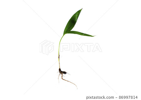 Oil palm tree with roots isolated on the white background. Oil palm tree with roots isolated on the white background. 86997814