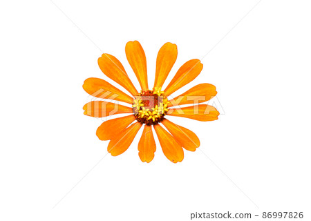 Zinnia flower light orange isolate on the white background. 86997826