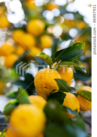 Yuzu Hana Yuzu Yuzu Hana Yuzu 86997931