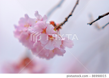 Sakura petals and blue sky at Izumi, Sendai City 86998015