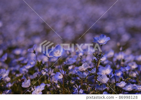 Nemophila 特寫鏡頭 55 Nemophila 特寫鏡頭 55 86998128