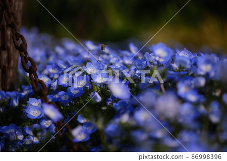 Nemophila and bee close-up 11 86998396