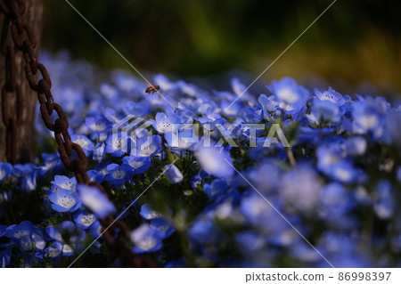 Nemophila and bee close-up 12 86998397