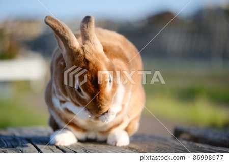 Female of mini rex rabbit in Usanpo 5 Female of mini rex rabbit in Usanpo 5 86998677