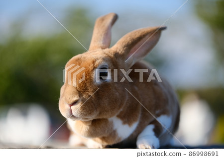 Usanpo 15中的迷你雷克斯兔雌性 86998691