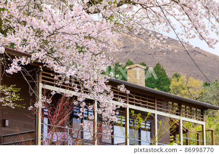 櫻花季:鄉村餐廳與櫻花風光 櫻花季:鄉村餐廳與櫻花風光 86998770