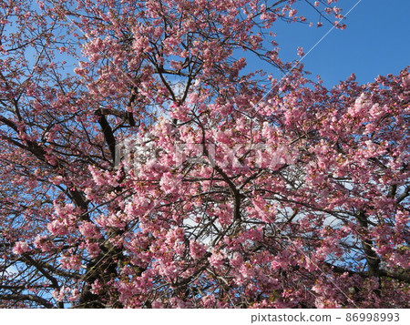 Five-minute blooming Kawazu cherry blossoms Five-minute blooming Kawazu cherry blossoms 86998993