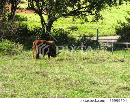 Wild cow living in nature 86999704