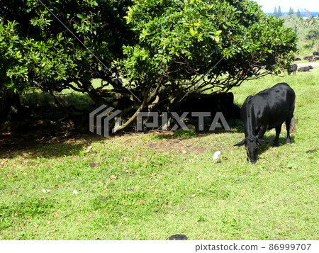 Wild cow living in nature 86999707