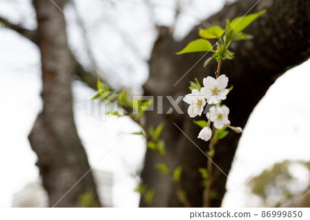 A small but pretty cherry blossom A small but pretty cherry blossom 86999850