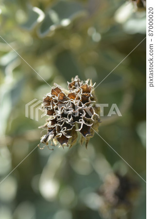 Jerusalem sage Jerusalem sage 87000020