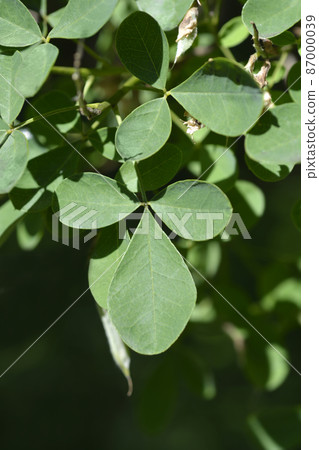 Dalmatian laburnum 87000039