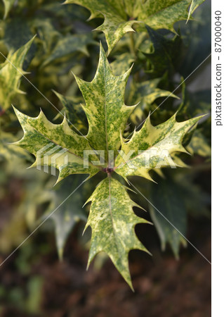 Holly osmanthus Tricolor 87000040