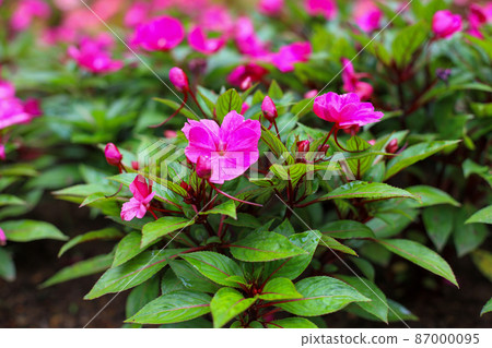 Pink flower on garden for nature background Pink flower on garden for nature background 87000095