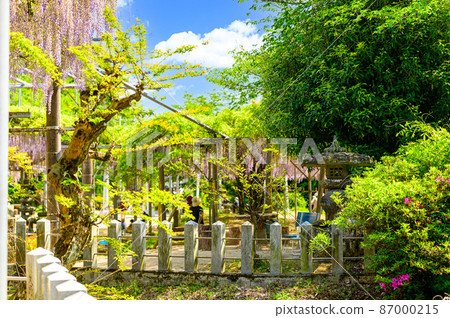 紫藤花“春天的季節風景” 日本熊本縣玉名市山田日吉神社的歷史風景 紫藤花 87000215