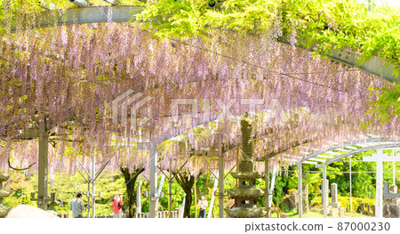 紫藤花“春天的季節景觀”日本熊本縣玉名市歷史山田日吉神社紫藤花 87000230