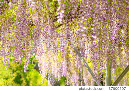 紫藤花“春天的季節景觀”日本熊本縣玉名市歷史山田日吉神社紫藤花 87000307