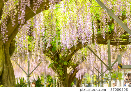 紫藤花“春天的季節景觀”日本熊本縣玉名市歷史山田日吉神社紫藤花 87000308