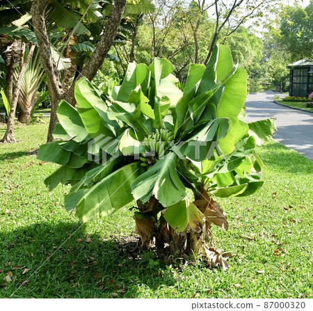 Tiny Banana Tree with Banana Fruits and Leaves Tiny Banana Tree with Banana Fruits and Leaves 87000320
